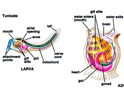 Sea Squirt – "OCEAN TREASURES" Memorial Library